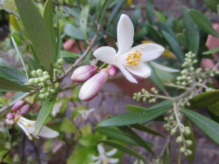 コグレオリーブ農園 では オリーブと柑橘類の花が咲き始めています 小暮blog