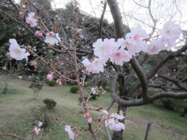 寒さに耐えて、可憐な花を咲かせている「じゅうがつさくら」が見頃です