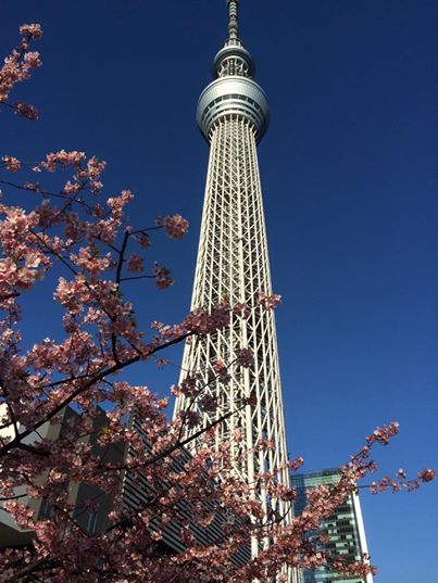 東京スカイツリー近くの河津桜が満開でした